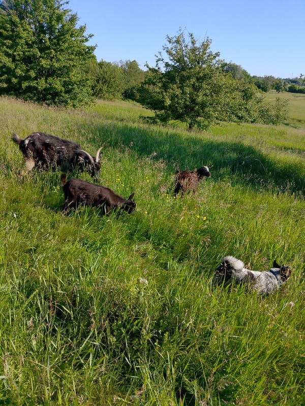 Flock of sheep and goats graze in rural fields