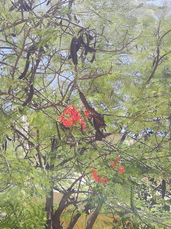 Morning garden scenes with flowers, desserts, and sprinkler documented