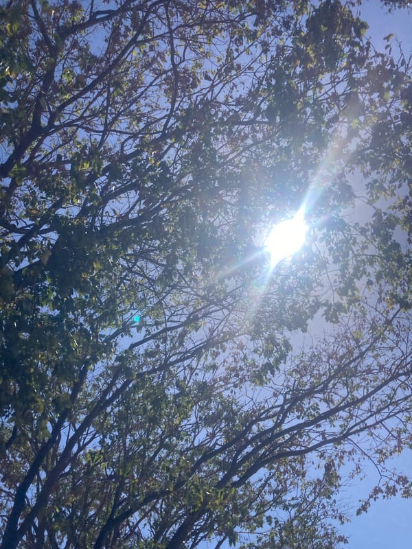 Tree canopy observed against blue sky in Juan Griego