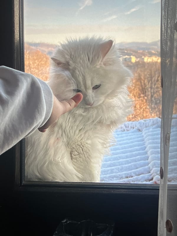 Person touches white cat through window during evening interaction
