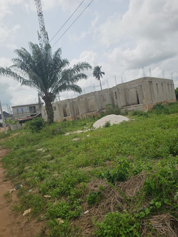 Palm tree and construction documented in developing area