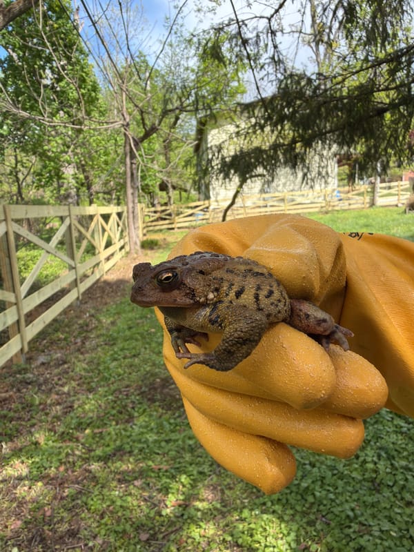 Person in yellow gloves handles toad in Pikesville