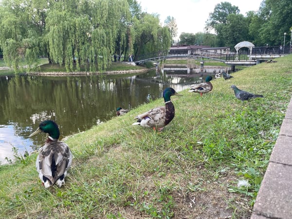 Afternoon cultural performance and park life documented in Brest