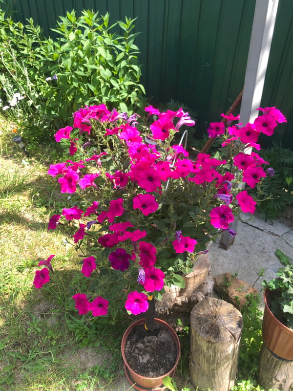 A heavily decorated Chernihiv backyard garden in full summer bloom