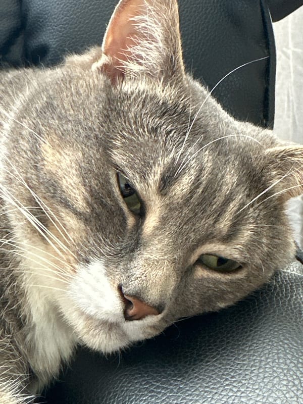 Gray tabby cat documented in daily activities over morning hours