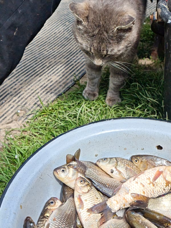 Tabby cat inspects bowl of fish in Ukraine