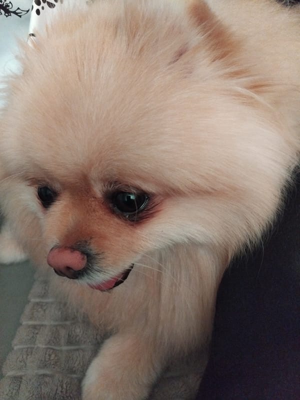 Pomeranian dog rests peacefully indoors in Bulgarian mountain town