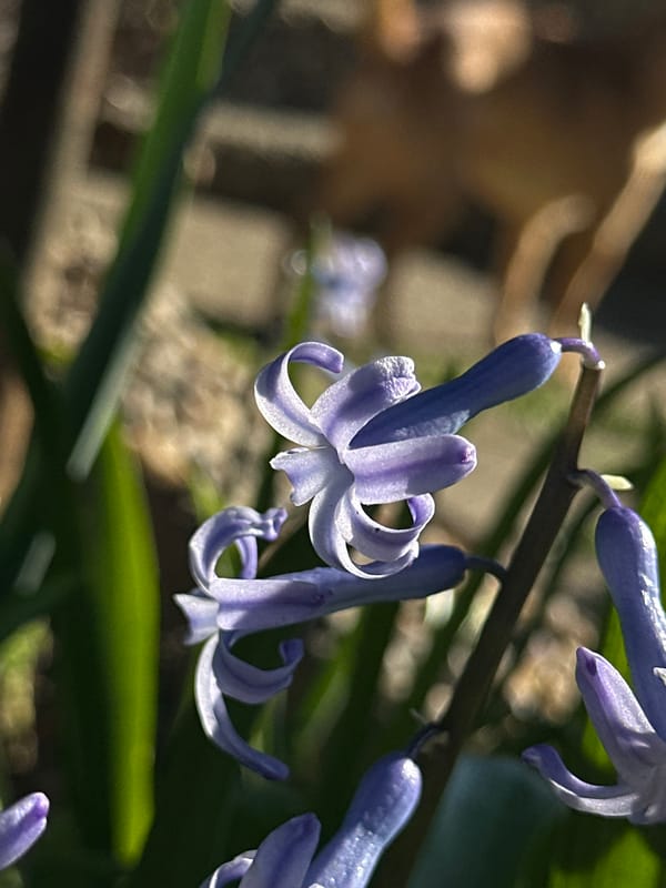 Spring hyacinths bloom in Bulgarian village