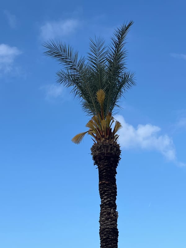 Morning scenes captured across Alanya beaches and parks