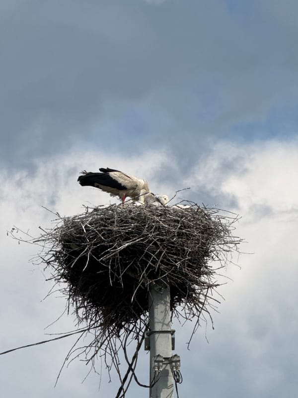 Stork family nesting on a utility pole in Cherven, Belarus