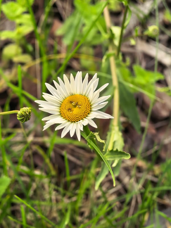 Wildflower photography session documented in Misaylovo, Russia