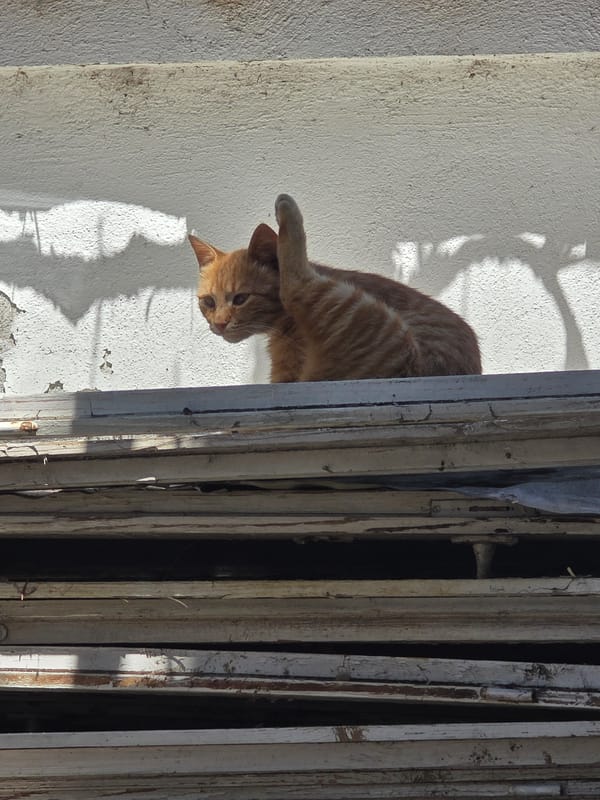 Man poses for photos with cat in Bulgarian village