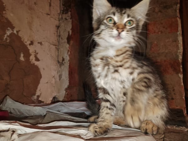 Tabby kittens and cats hanging out in a rustic indoor space