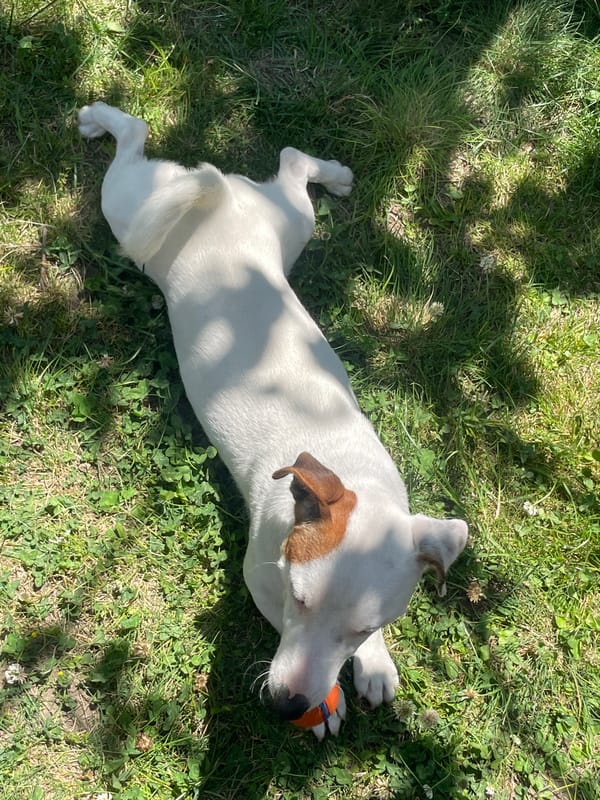Jack Russell terrier's sunny morning of play and rest