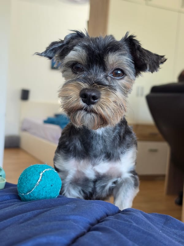 Small terrier photographed indoors in Munich