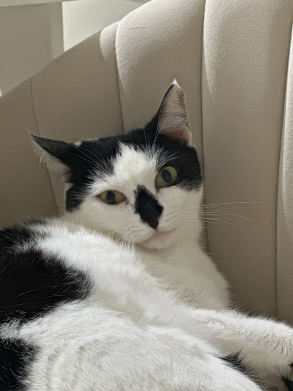 Black and white cat chilling on a chair in Kokshetau
