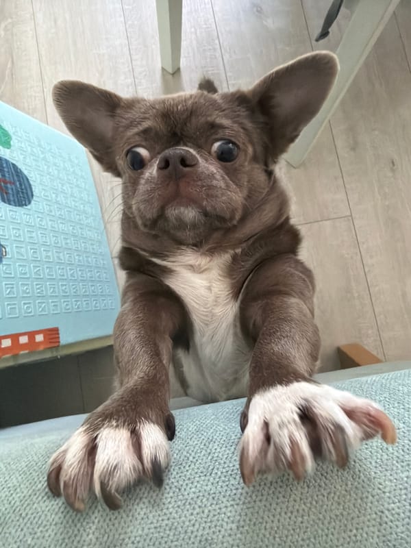 Family playtime with baby, mother and Chihuahua in Votkinsk