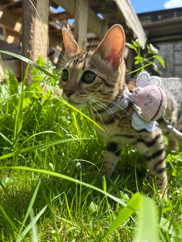 Harnessed Bengal kitten roams sunny grass in Rzhev