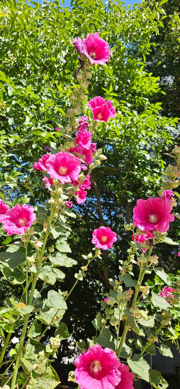 Summer morning around Blagoevgrad's riverbank and city streets