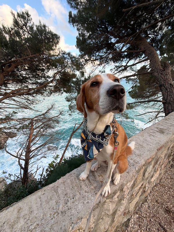 Beagle enjoys clifftop walk overlooking Adriatic Sea in Montenegro
