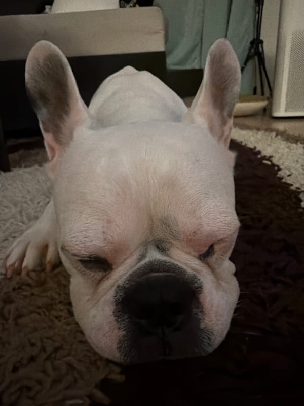 French Bulldog photographed resting in Sofia