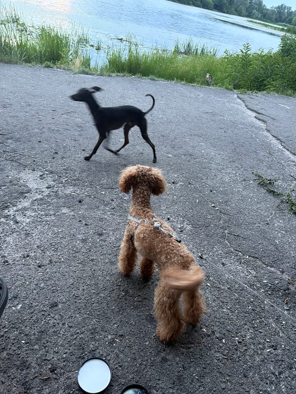 Kyiv waterfront: cafes, sculpture, dogs, and a stormy sky