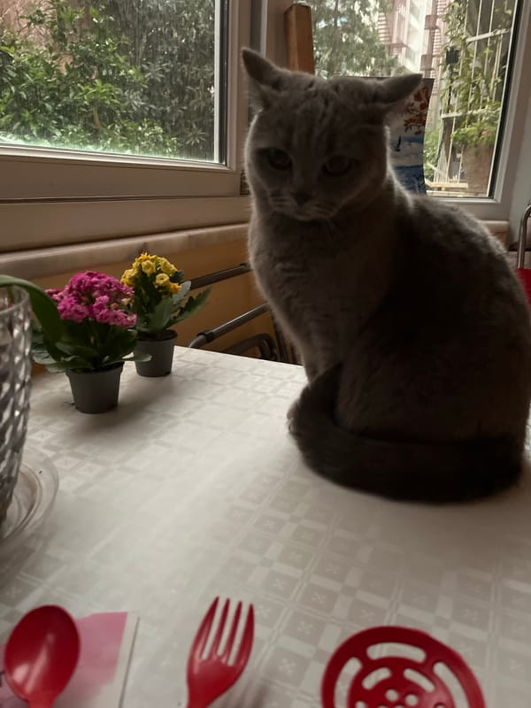 Gray cat explores home while owner exercises in Alanya