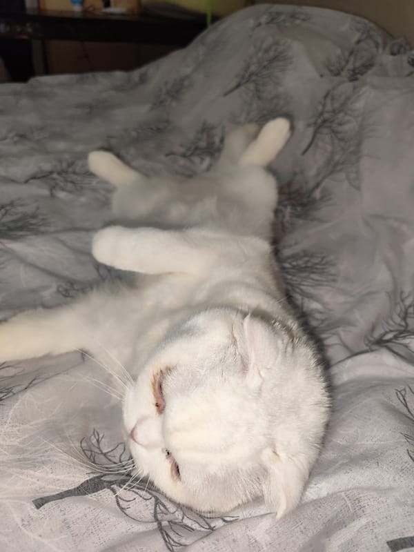 White cat and cherry handling documented in afternoon domestic scenes