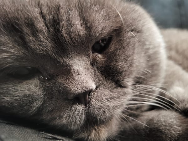 Grey Scottish Fold cat observed playing and resting indoors
