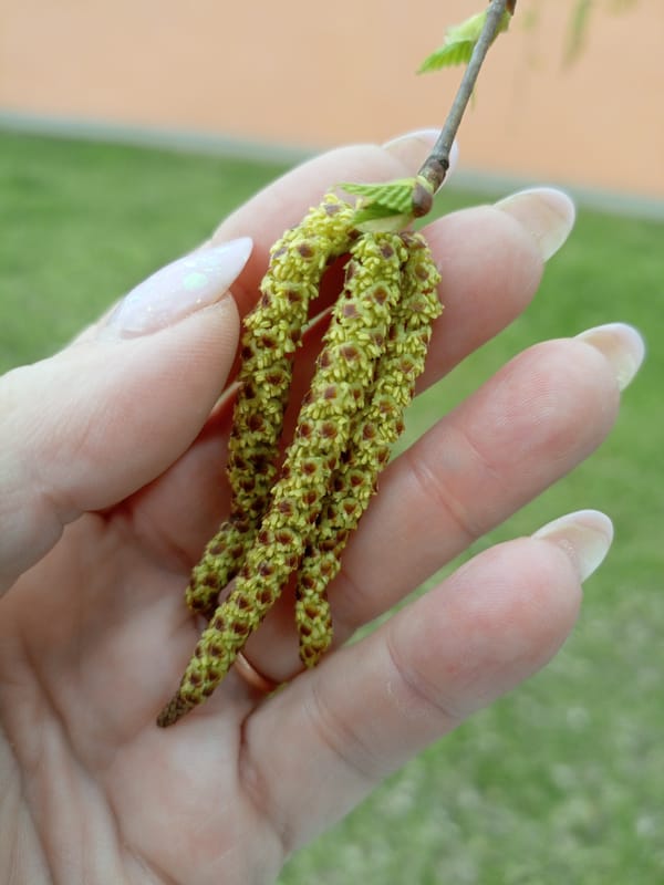 Spring blooms documented across Hrodna parks and gardens