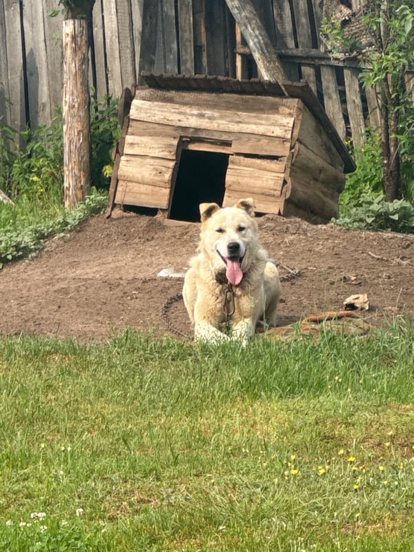 Forest foraging and wildlife encounters in Severny Russia