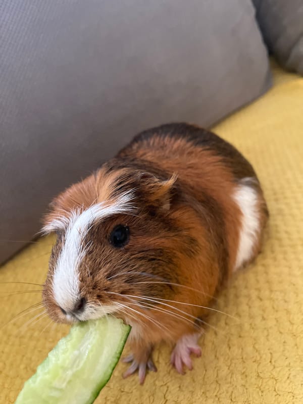 Guinea pig snack time with city skyline views