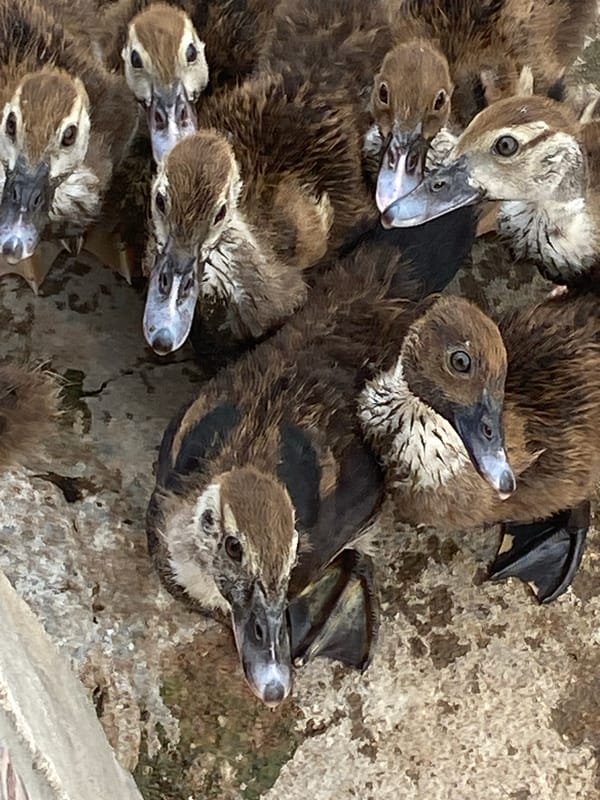 Ducklings and everyday household scenes at a Jalingo home