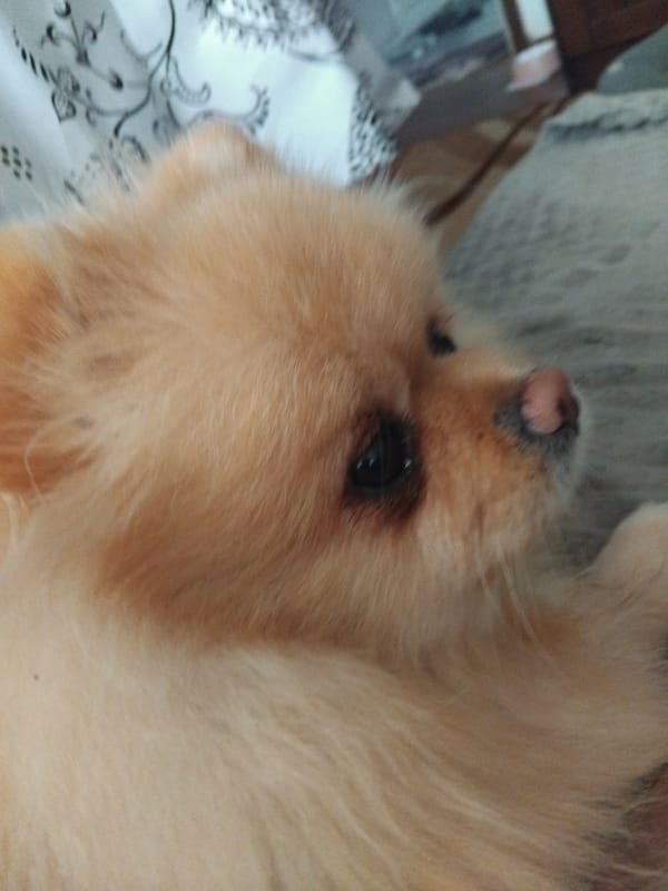 Fluffy Pomeranian Dog Resting Indoors in Apriltsi, Bulgaria