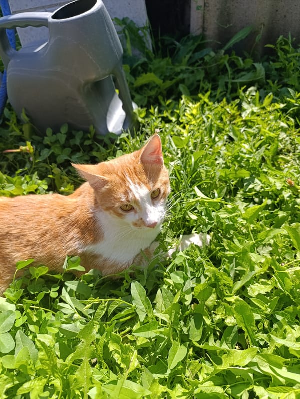 A backyard summer morning: garden, blooms, fruit, and a poolside cat
