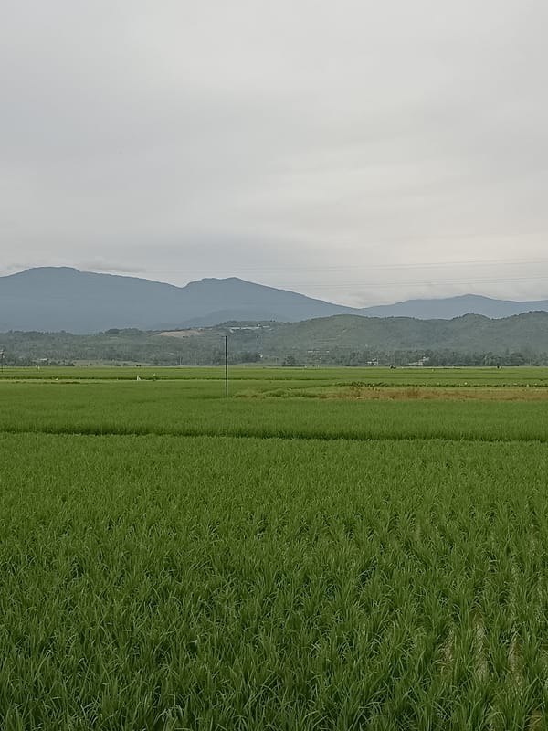 Lush rice paddies spread across Manyang Cut's hilly landscape