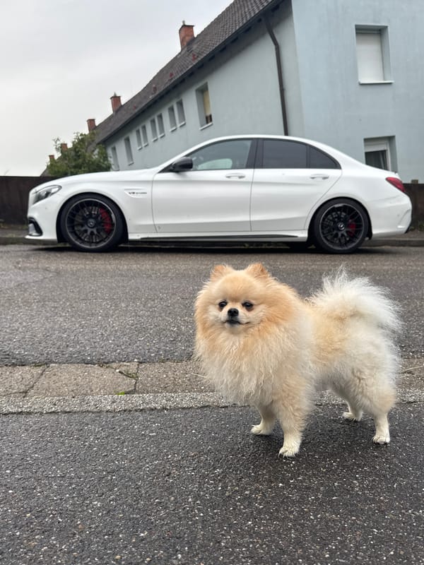 Pomeranian Dog Spotted Multiple Times in Bietigheim-Bissingen Area