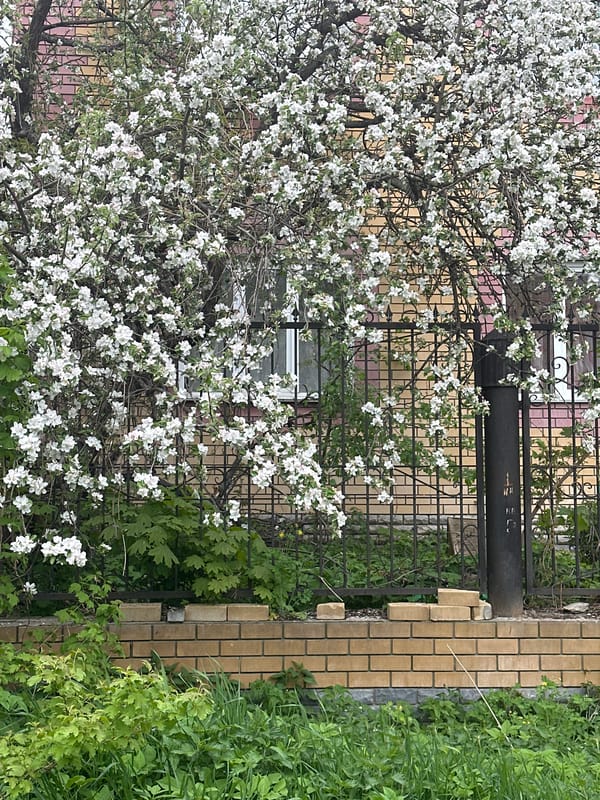 Spring flowers and architecture documented on Nizhny Novgorod street