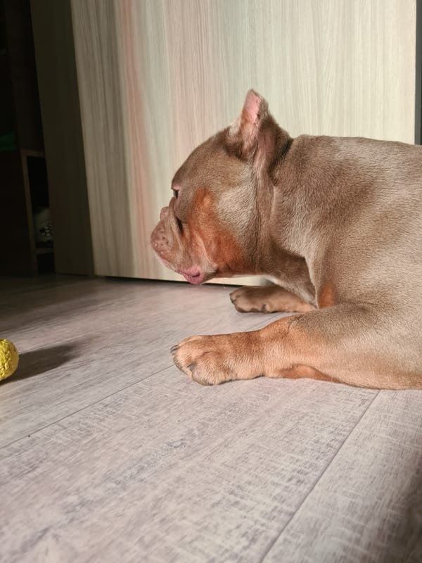 American Bully lounges on wooden floor, yellow ball nearby