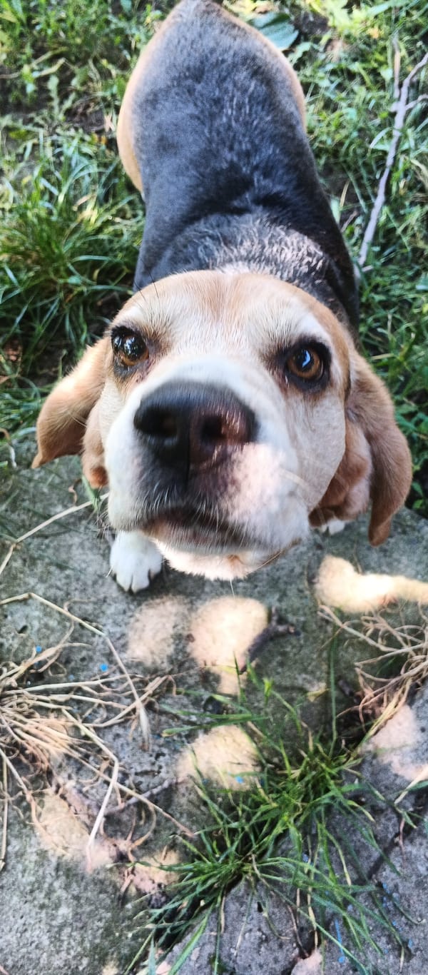 Morning garden moments with beagle dog documented in Smila