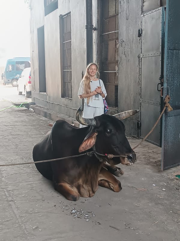 People interact with resting cow near building
