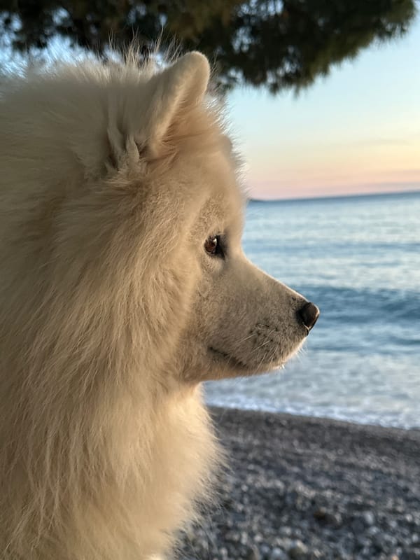 Dogs play on Montenegro beach during sunset sushi dinner