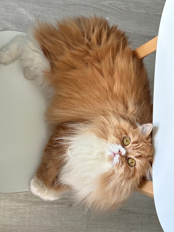Cat rests on chair in Krasnoyarsk home