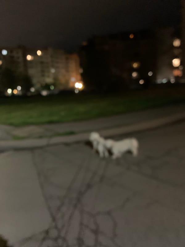 Small white dog spotted walking in Sofia streets