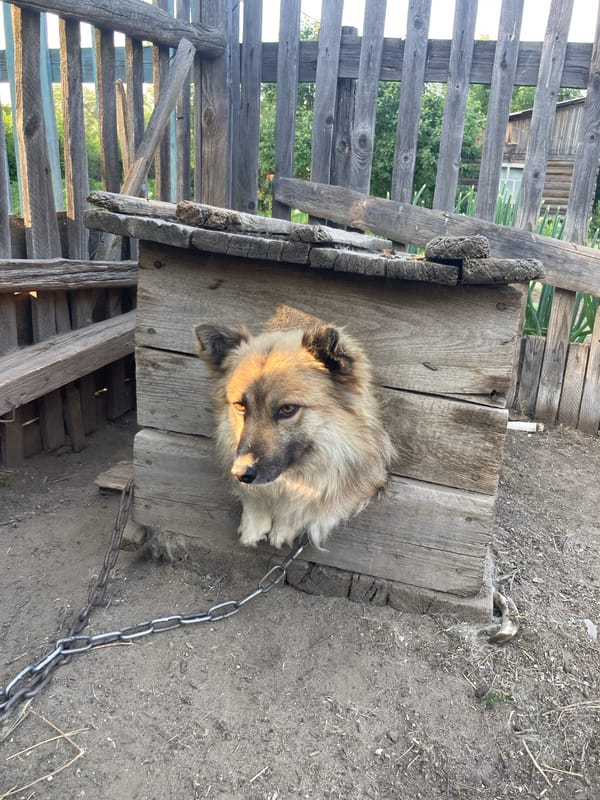 Chained dog at a doghouse, plus a glowing speaker in Russia
