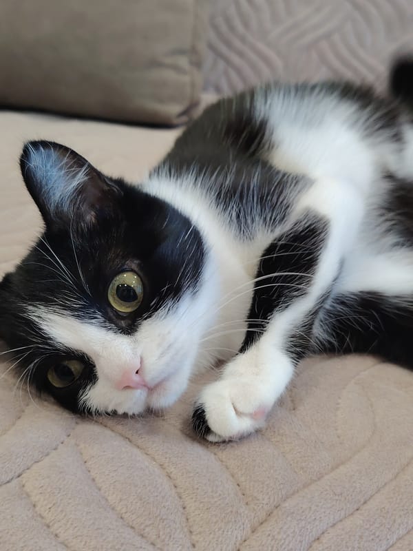 Cats relaxing on blankets and sofas, multiple angles