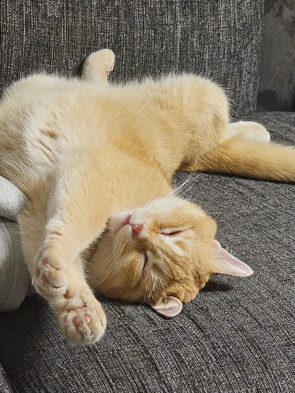 Orange tabby deep in sofa nap, two positions