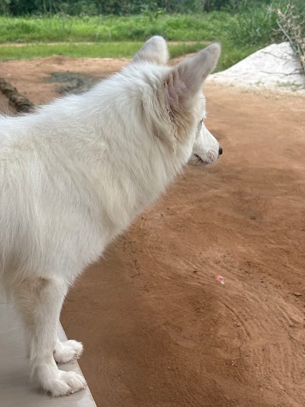 White dog photographed looking upward in Ikot Ekpene, Nigeria
