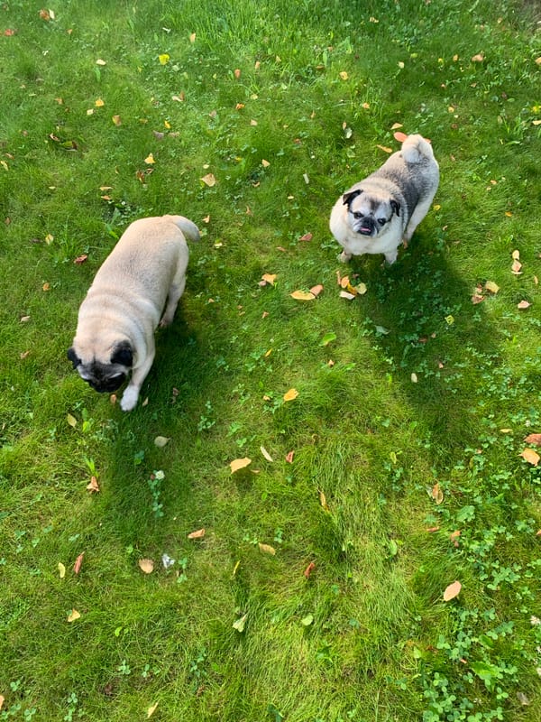 Two pugs roaming a green lawn in Sergeevo