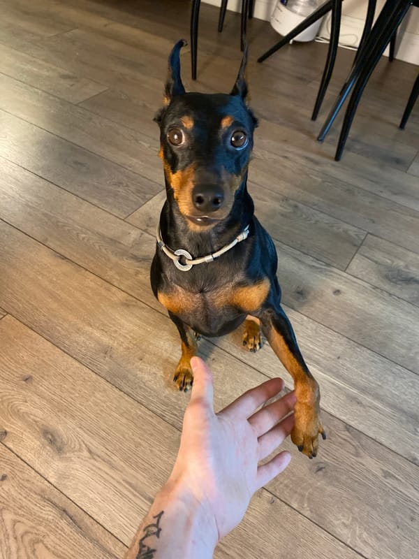 Miniature Pinscher offers a paw on a Moscow wooden floor